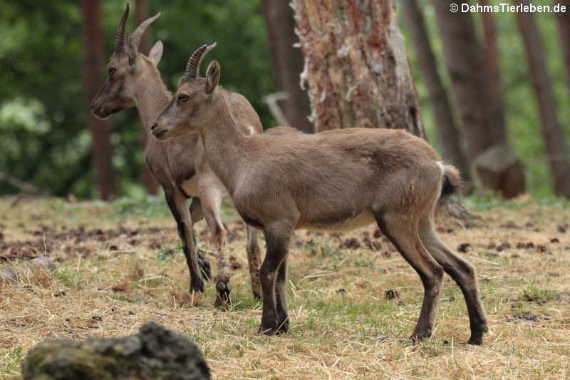 Alpensteinböcke (Capra ibex)