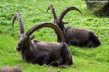 Alpensteinböcke (Capra ibex) im Wildpark Gangelt