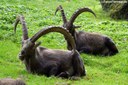 Capra ibex