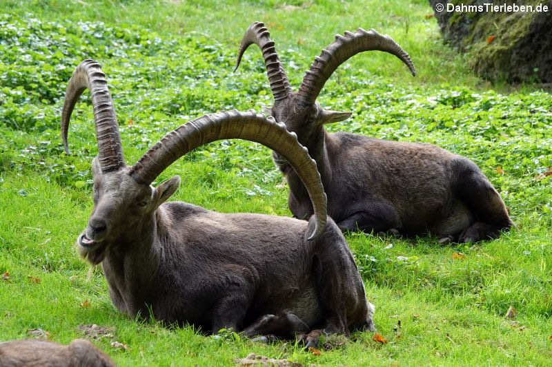 Alpensteinböcke (Capra ibex)