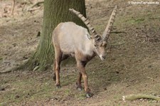 Alpensteinbock (Capra ibex) im Wildpark Gangelt