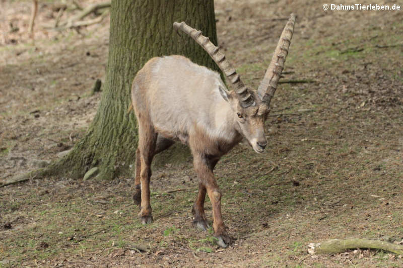 Alpensteinbock (Capra ibex)