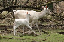 Mitteleuropäischer Rothirsch (Cervus elaphus hippelaphus) im Wildpark Gangelt