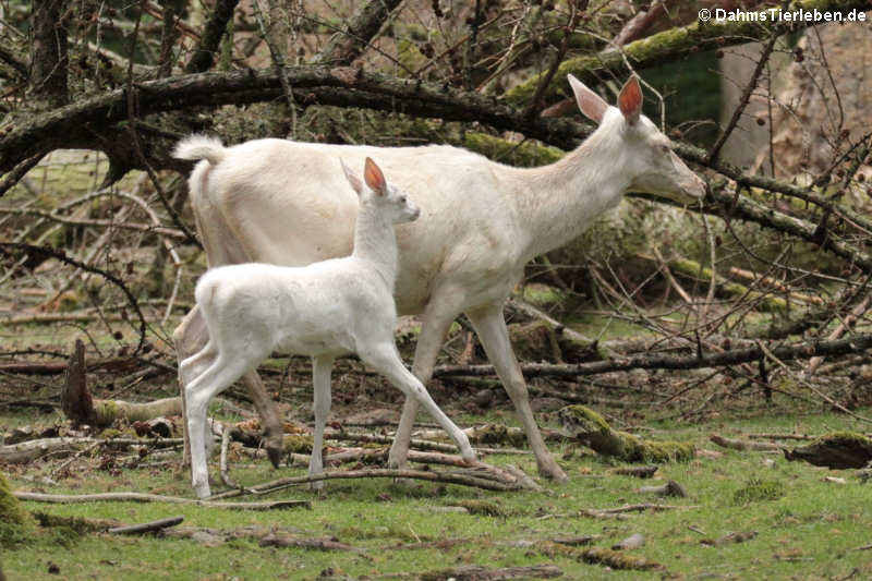 Mitteleuropäische Rothirsche (Cervus elaphus hippelaphus)