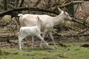 Cervus elaphus hippelaphus