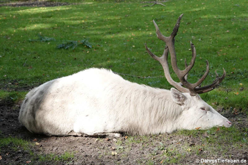 Mitteleuropäischer Rothirsche (Cervus elaphus hippelaphus) - Weiße Farbvariante