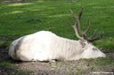 Cervus elaphus hippelaphus