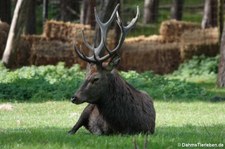 Mitteleuropäischer Rothirsch (Cervus elaphus hippelaphus) im Wildpark Gangelt