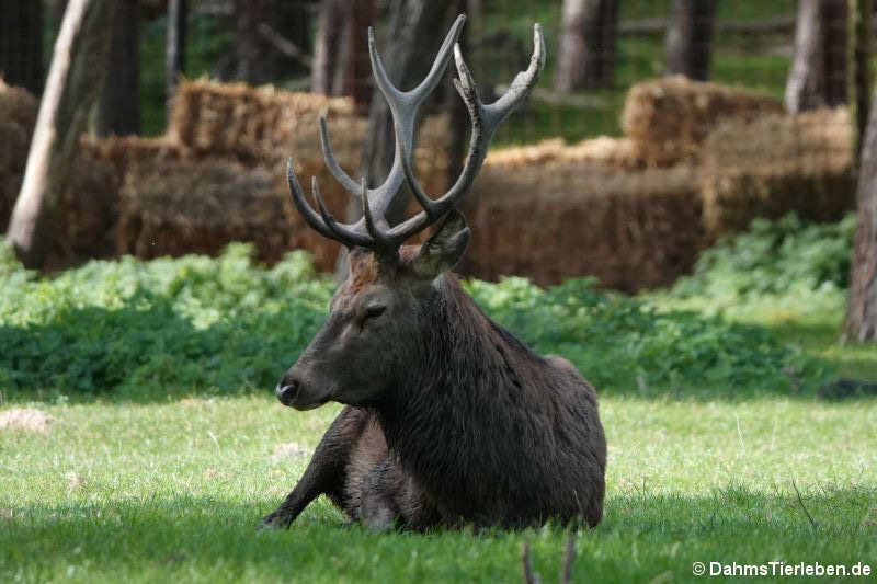 Mitteleuropäischer Rothirsch (Cervus elaphus hippelaphus)