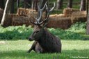 Cervus elaphus hippelaphus