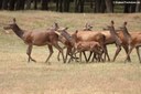 Cervus elaphus hippelaphus