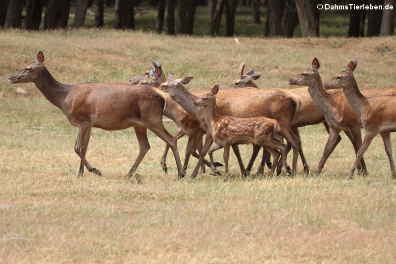 Mitteleuropäische Rothirsche (Cervus elaphus hippelaphus)