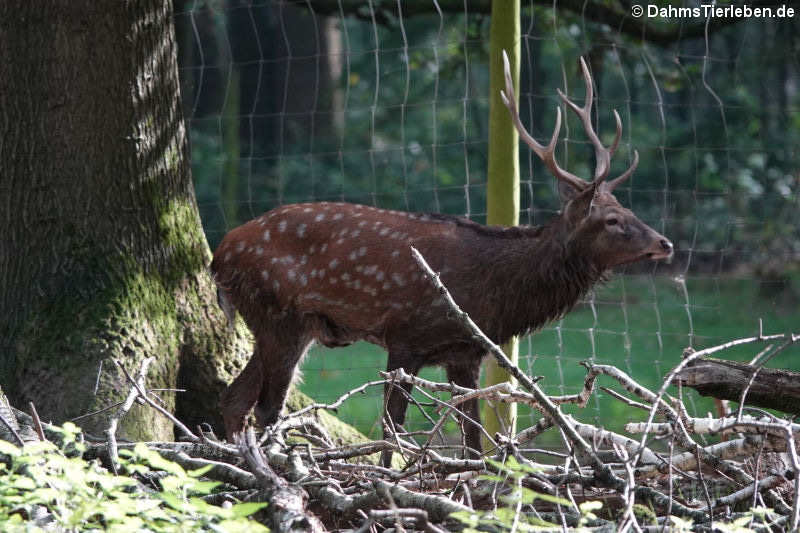 Sikahirsch (Cervus nippon)