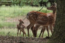 Sikahirsche (Cervus nippon) im Wildpark Gangelt