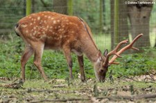 Sikahirsch (Cervus nippon) im Wildpark Gangelt