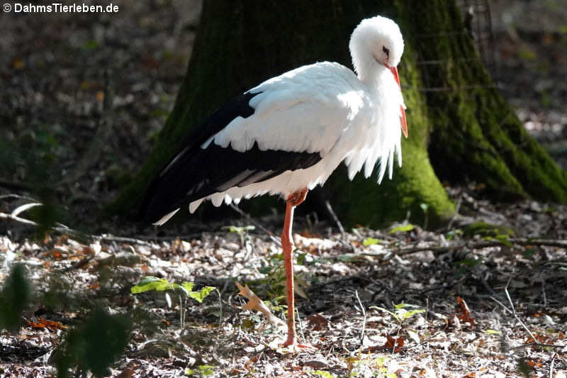 Weißstorch (Ciconia ciconia)