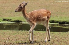 Europäischer Damhirsch (Dama dama) im Wildpark Gangelt