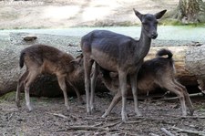 Europäische Damhirsche (Dama dama - schwarze Farbvariante) im Wildpark Gangelt