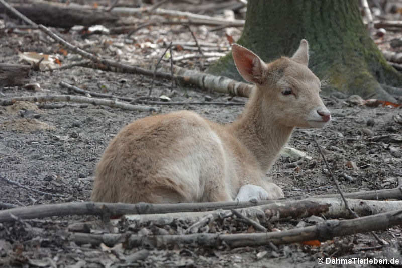 Junger Europäischer Damhirsch (Dama dama)