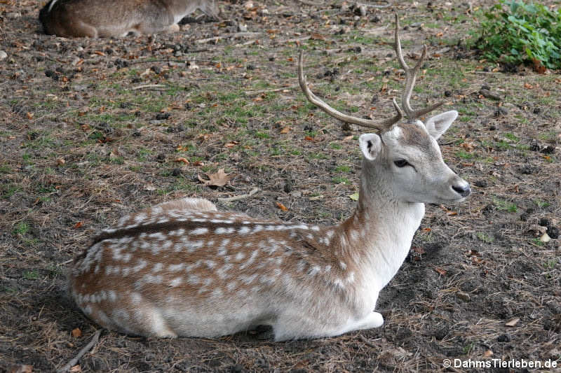 Europäischer Damhirsch (Dama dama)