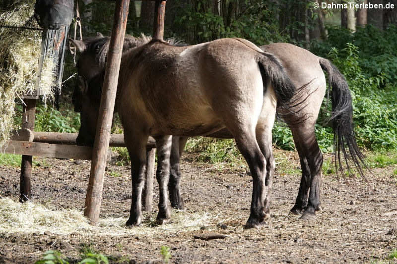 Tarpane (Equus ferus f. caballus)