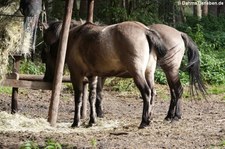 Heckpferde im Wildpark Gangelt