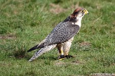 Lannerfalke (Falco biarmicus) im Wildpark Gangelt