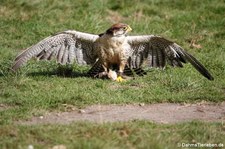 Lannerfalke (Falco biarmicus) im Wildpark Gangelt