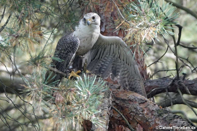 Sakerfalke (Falco cherrug)