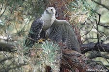 Sakerfalke (Falco cherrug) im Wildpark Gangelt