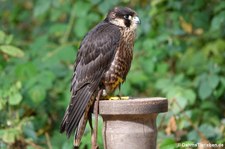 Wanderfalke (Falco peregrinus) im Wildpark Gangelt