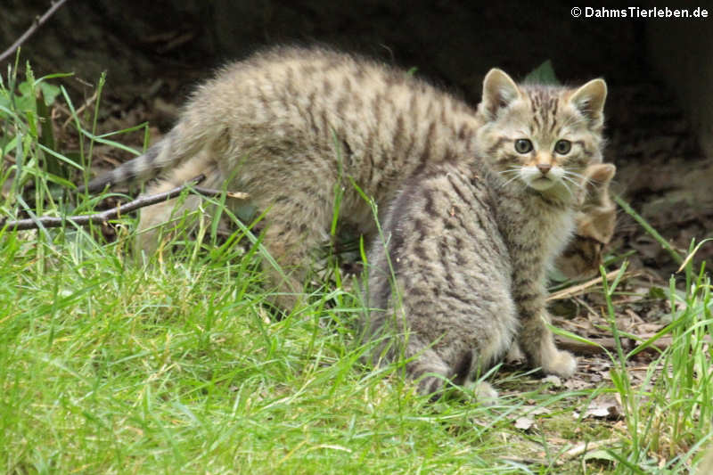 Europäische Wildkatze (Felis silvestris silvestris)