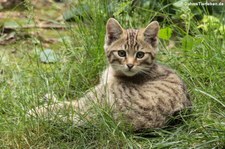 Europäische Wildkatze (Felis silvestris silvestris) im Wildpark Gangelt