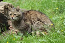 Europäische Wildkatze (Felis silvestris silvestris) im Wildpark Gangelt