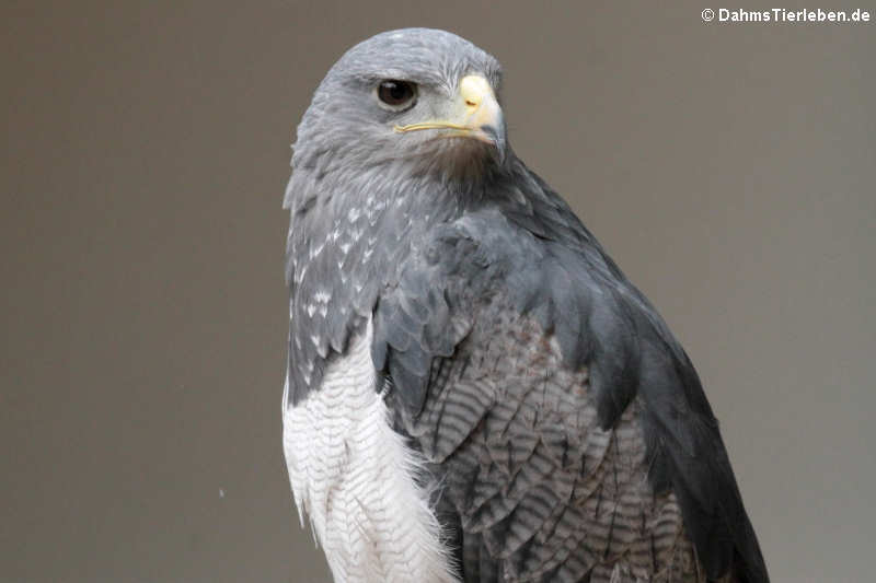 Andenbussard (Geranoaetus melanoleucus)