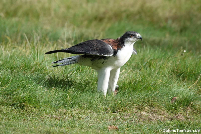 Rotrückenbussard (Geranoaetus polyosoma)