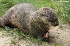 Eurasischer Fischotter (Lutra lutra lutra) im Wildpark Gangelt