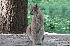Eurasischer Luchs oder Nordluchs (Lynx lynx lynx) im Wildpark Gangelt