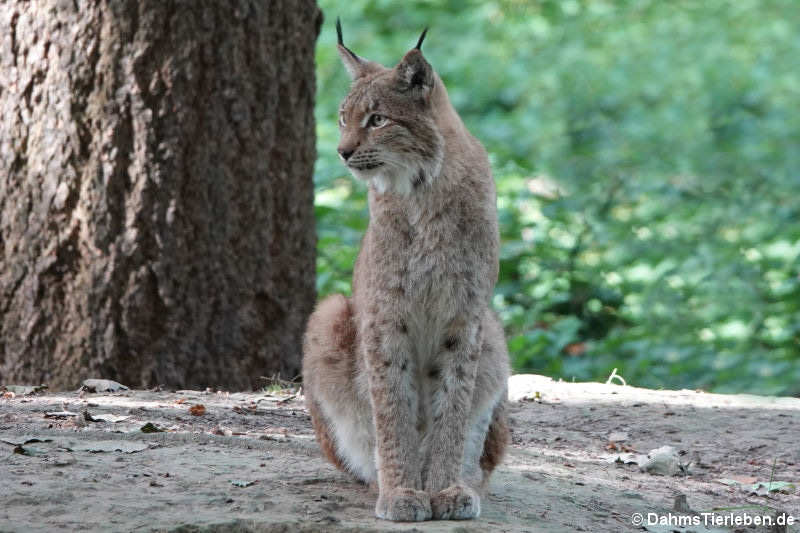 Europäischer Luchs (Lynx lynx lynx)