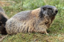 Alpenmurmeltier (Marmota marmota marmota) im Wildpark Gangelt