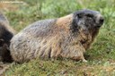 Marmota marmota