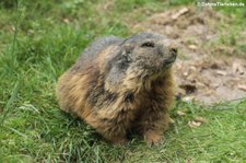 Alpenmurmeltier (Marmota marmota marmota) im Wildpark Gangelt