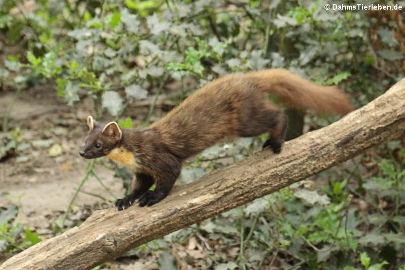 Baummarder Martes martes-1