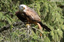 Rotmilan (Milvus milvus) im Wildpark Gangelt