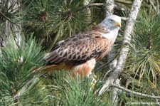 Rotmilan (Milvus milvus) im Wildpark Gangelt