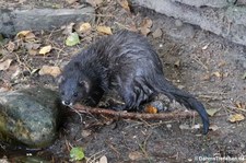 Europäischer Nerz (Mustela lutreola) im Wildpark Gangelt