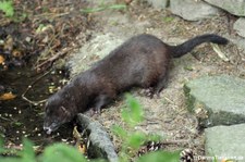 Europäischer Nerz (Mustela lutreola) im Wildpark Gangelt