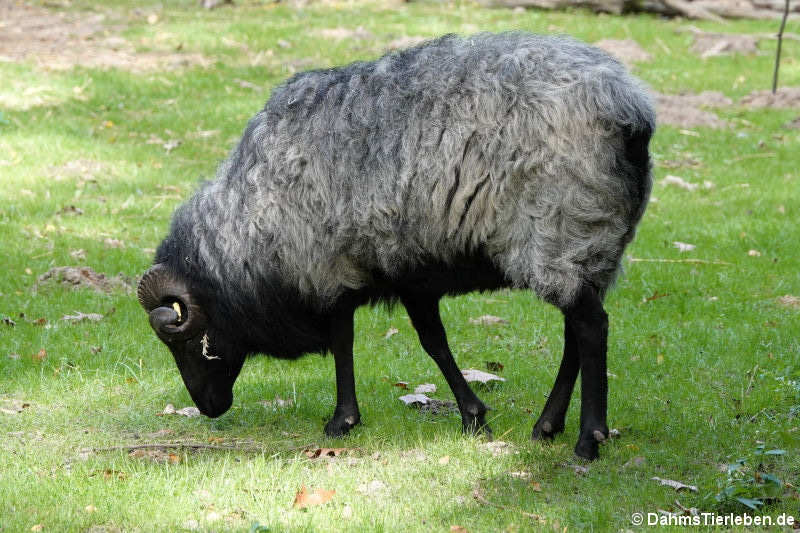 Graue Gehörnte Heidschnucke (Ovis ammon f. aries)