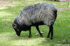 Graue Gehörnte Heidschnucke im Wildpark Gangelt