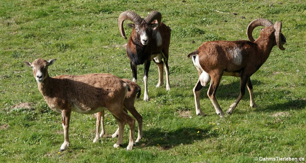 Ovis orientalis musimon